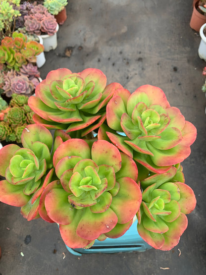 Y14 Echeveria Multicalulis 'Ginmei Tennyo'cluster(Pot size 8in)/Echeveria/Variegated Natural Live Plants Succulents