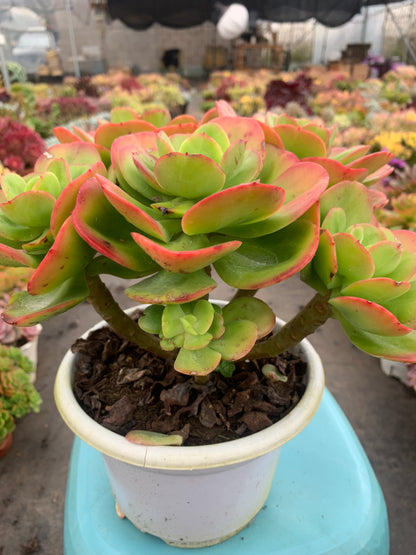 Y14 Echeveria Multicalulis 'Ginmei Tennyo'cluster(Pot size 8in)/Echeveria/Variegated Natural Live Plants Succulents