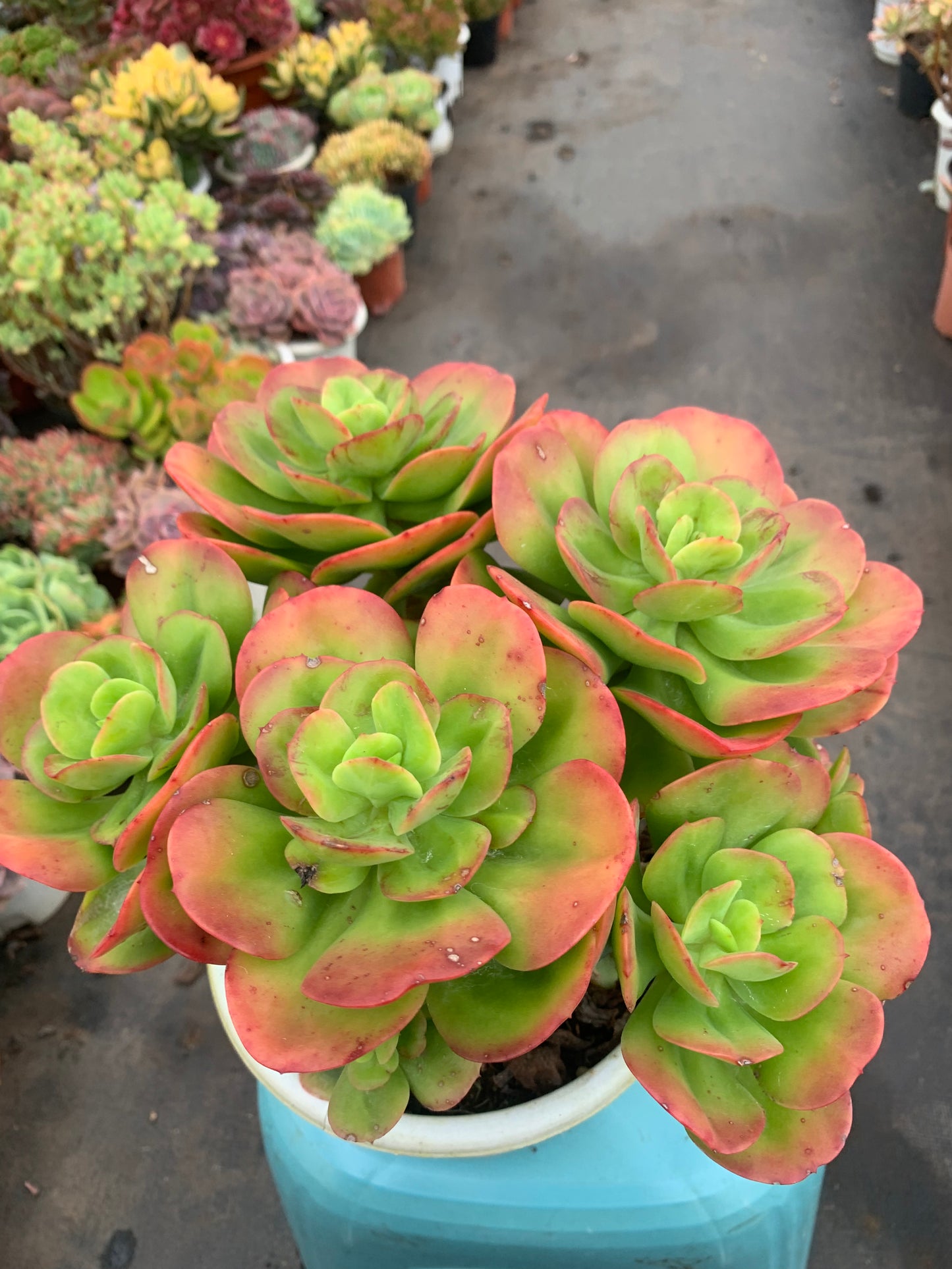 Y14 Echeveria Multicalulis 'Ginmei Tennyo'cluster(Pot size 8in)/Echeveria/Variegated Natural Live Plants Succulents