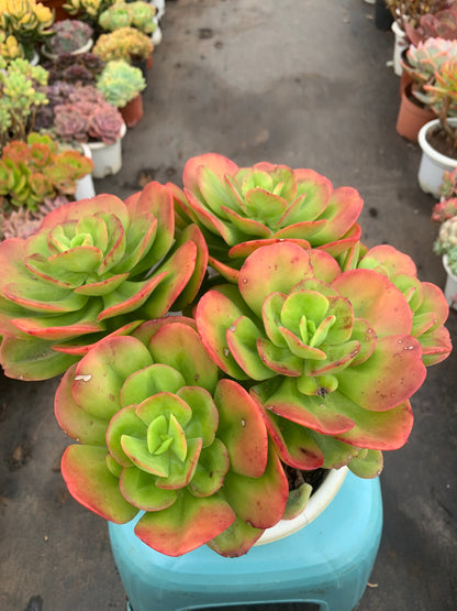 Y14 Echeveria Multicalulis 'Ginmei Tennyo'cluster(Pot size 8in)/Echeveria/Variegated Natural Live Plants Succulents