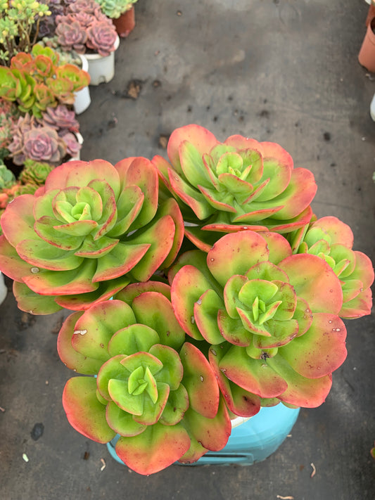 Y14 Echeveria Multicalulis 'Ginmei Tennyo'cluster(Pot size 8in)/Echeveria/Variegated Natural Live Plants Succulents