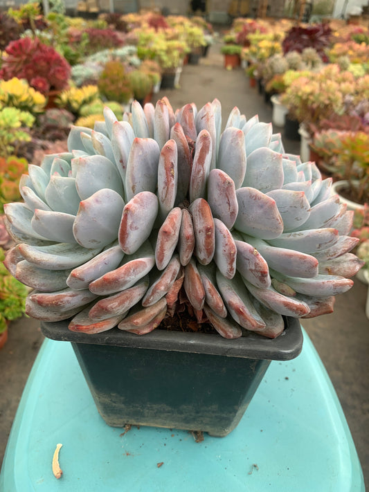 Y7 Echeveria Monroe(Pot size 7.2in)/Echeveria/Variegated Natural Live Plants Succulents