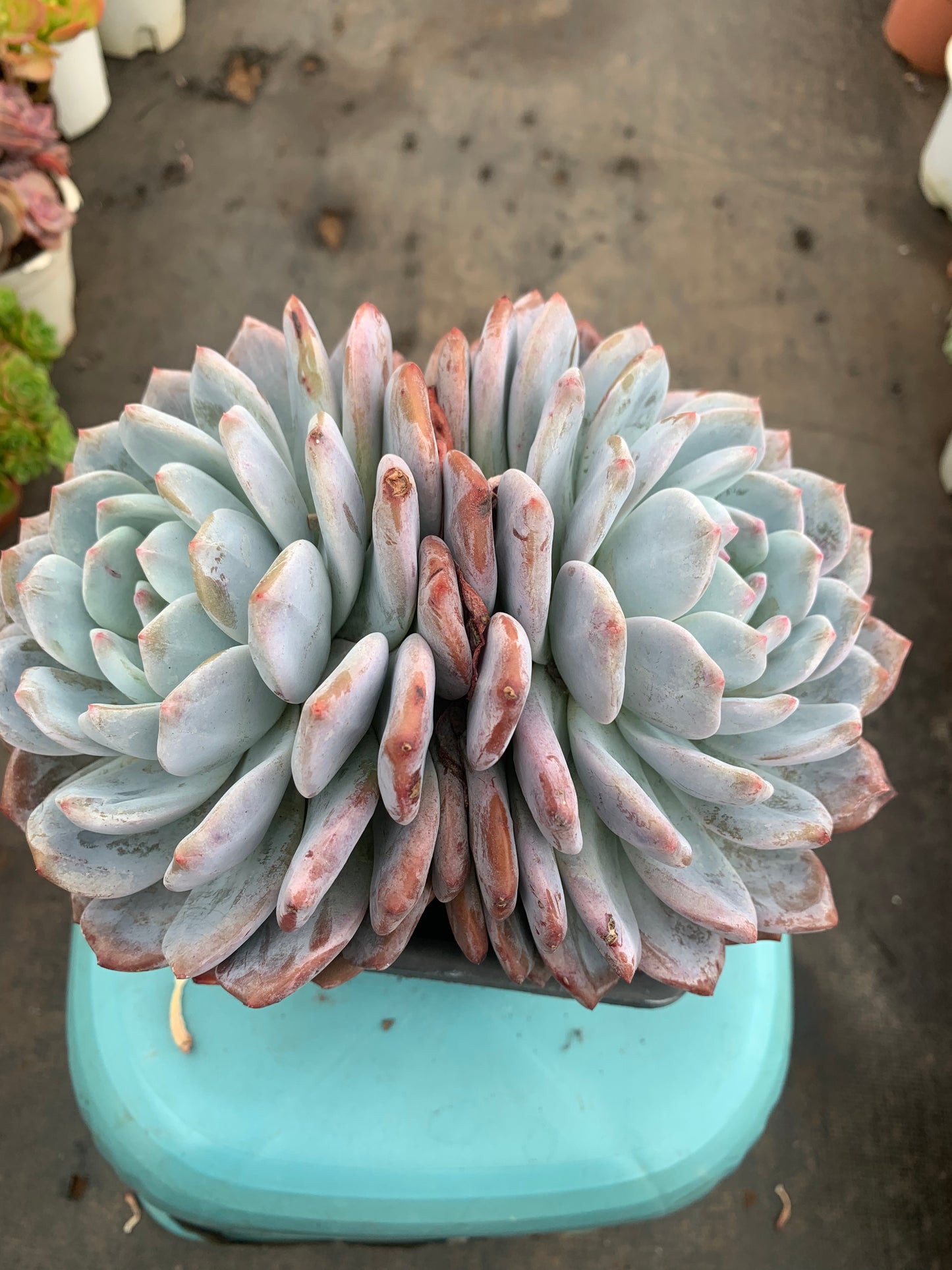 Y7 Echeveria Monroe(Pot size 7.2in)/Echeveria/Variegated Natural Live Plants Succulents