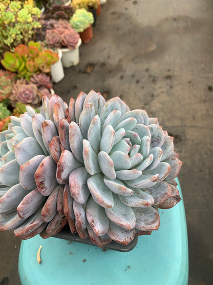 Y7 Echeveria Monroe(Pot size 7.2in)/Echeveria/Variegated Natural Live Plants Succulents