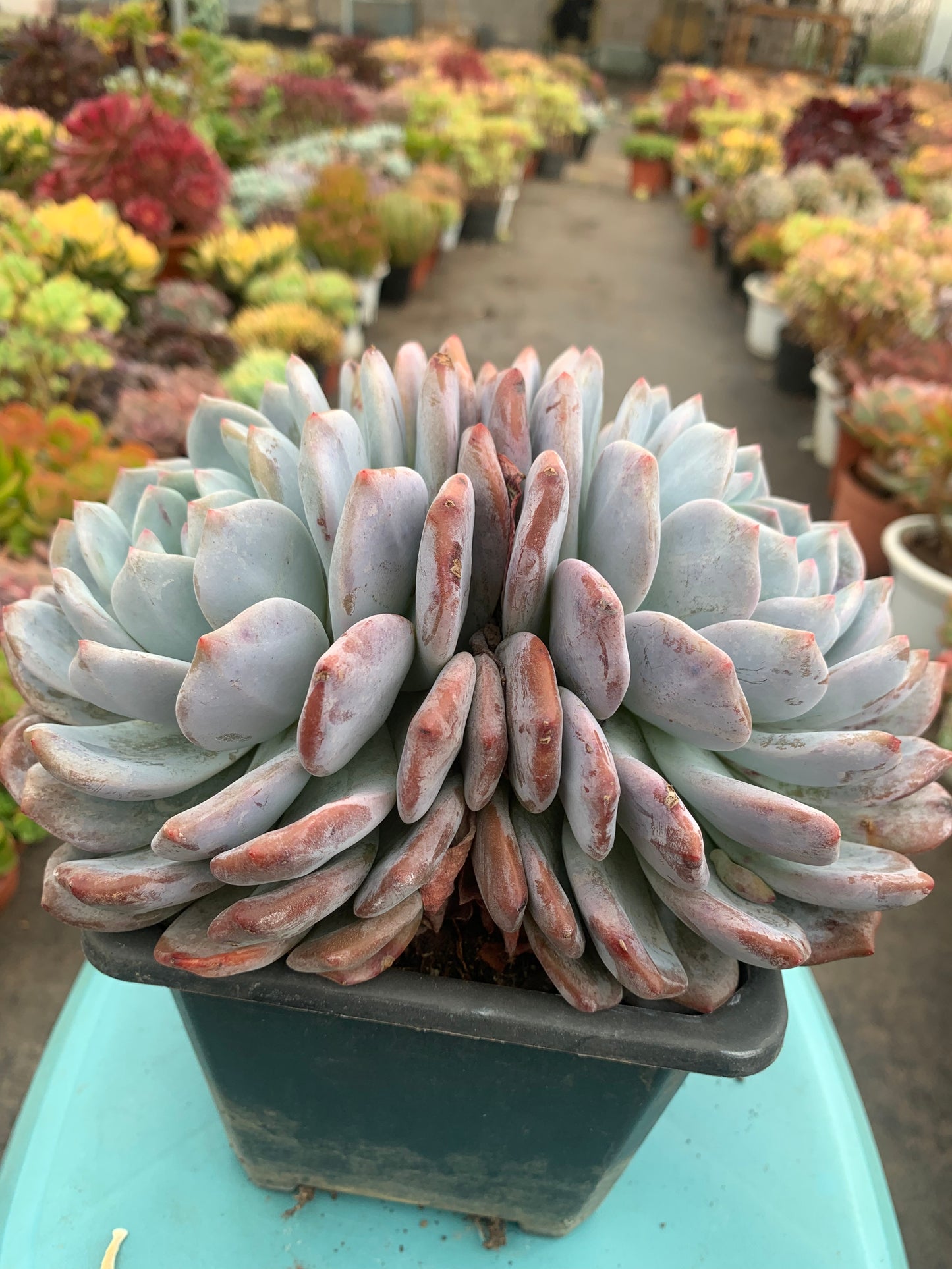 Y7 Echeveria Monroe(Pot size 7.2in)/Echeveria/Variegated Natural Live Plants Succulents