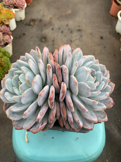 Y7 Echeveria Monroe(Pot size 7.2in)/Echeveria/Variegated Natural Live Plants Succulents