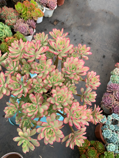 Y10 Echeveria 'Minibelle Variegata'cluster(Pot size 8in)/Echeveria/Variegated Natural Live Plants Succulents