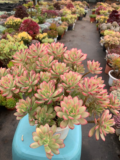 Y10 Echeveria 'Minibelle Variegata'cluster(Pot size 8in)/Echeveria/Variegated Natural Live Plants Succulents