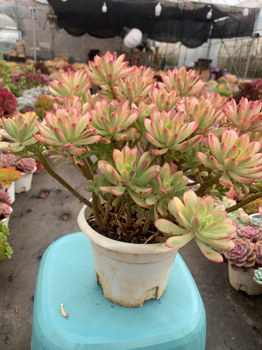 Y10 Echeveria 'Minibelle Variegata'cluster(Pot size 8in)/Echeveria/Variegated Natural Live Plants Succulents