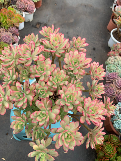 Y10 Echeveria 'Minibelle Variegata'cluster(Pot size 8in)/Echeveria/Variegated Natural Live Plants Succulents