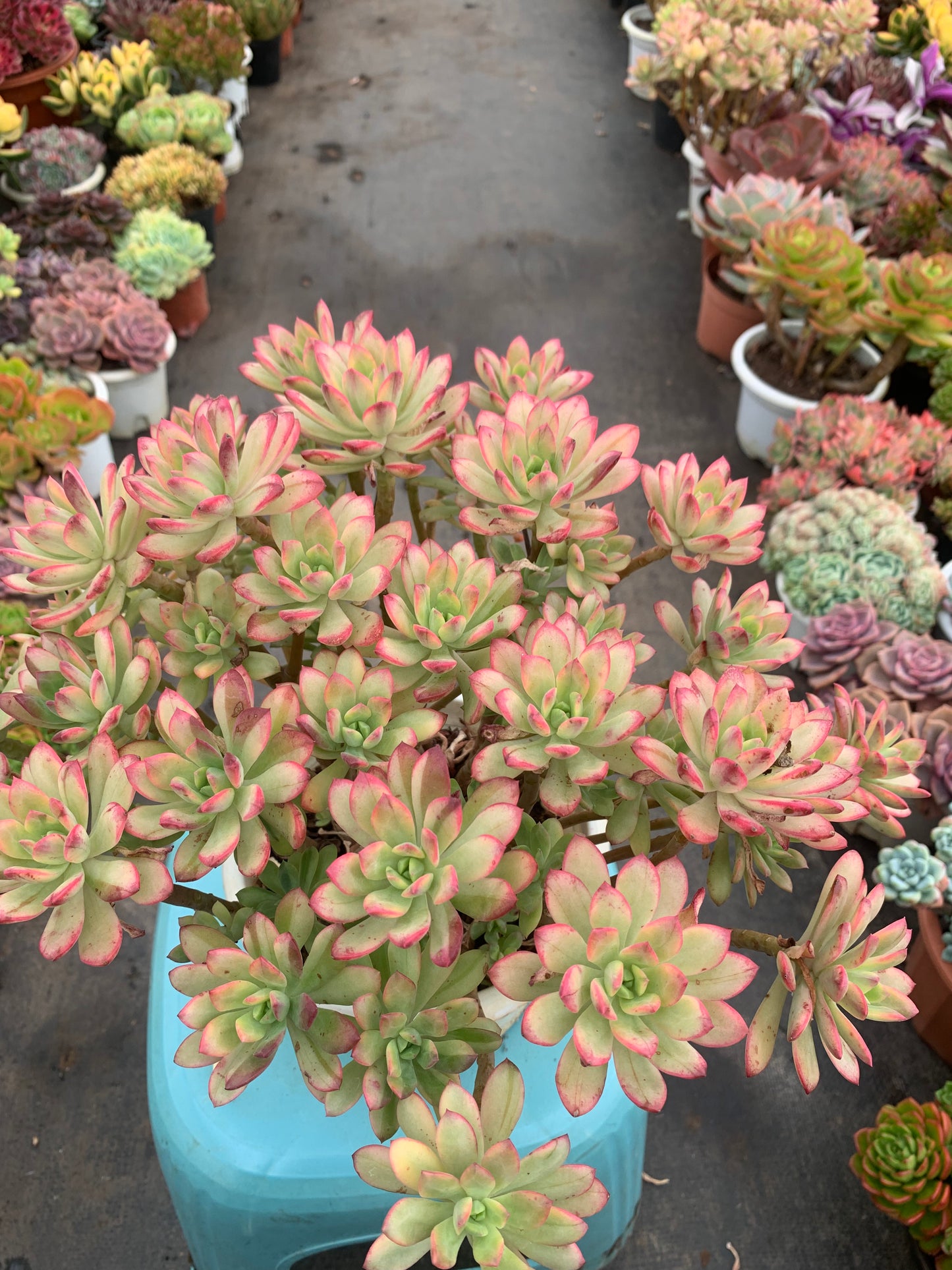 Y10 Echeveria 'Minibelle Variegata'cluster(Pot size 8in)/Echeveria/Variegated Natural Live Plants Succulents