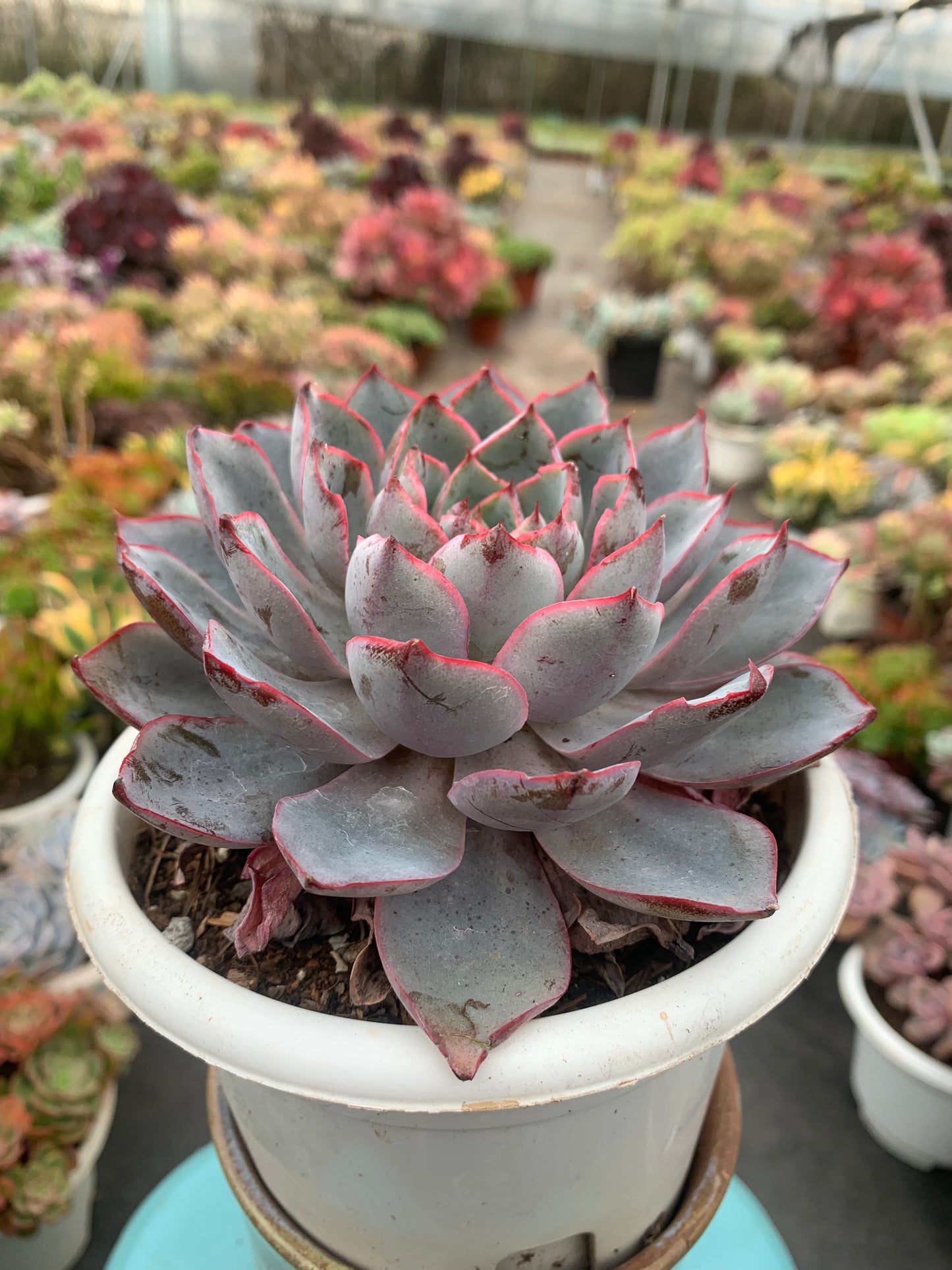 Y12 Echeveria hera(Pot size 6.4in)/Echeveria/Variegated Natural Live Plants Succulents