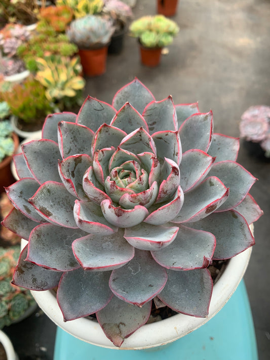 Y12 Echeveria hera(Pot size 6.4in)/Echeveria/Variegated Natural Live Plants Succulents