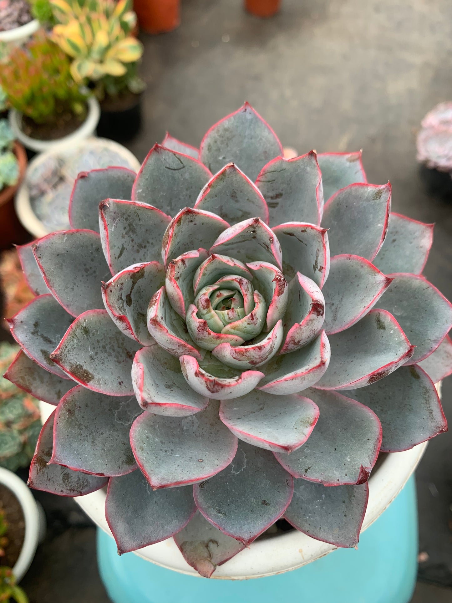 Y12 Echeveria hera(Pot size 6.4in)/Echeveria/Variegated Natural Live Plants Succulents