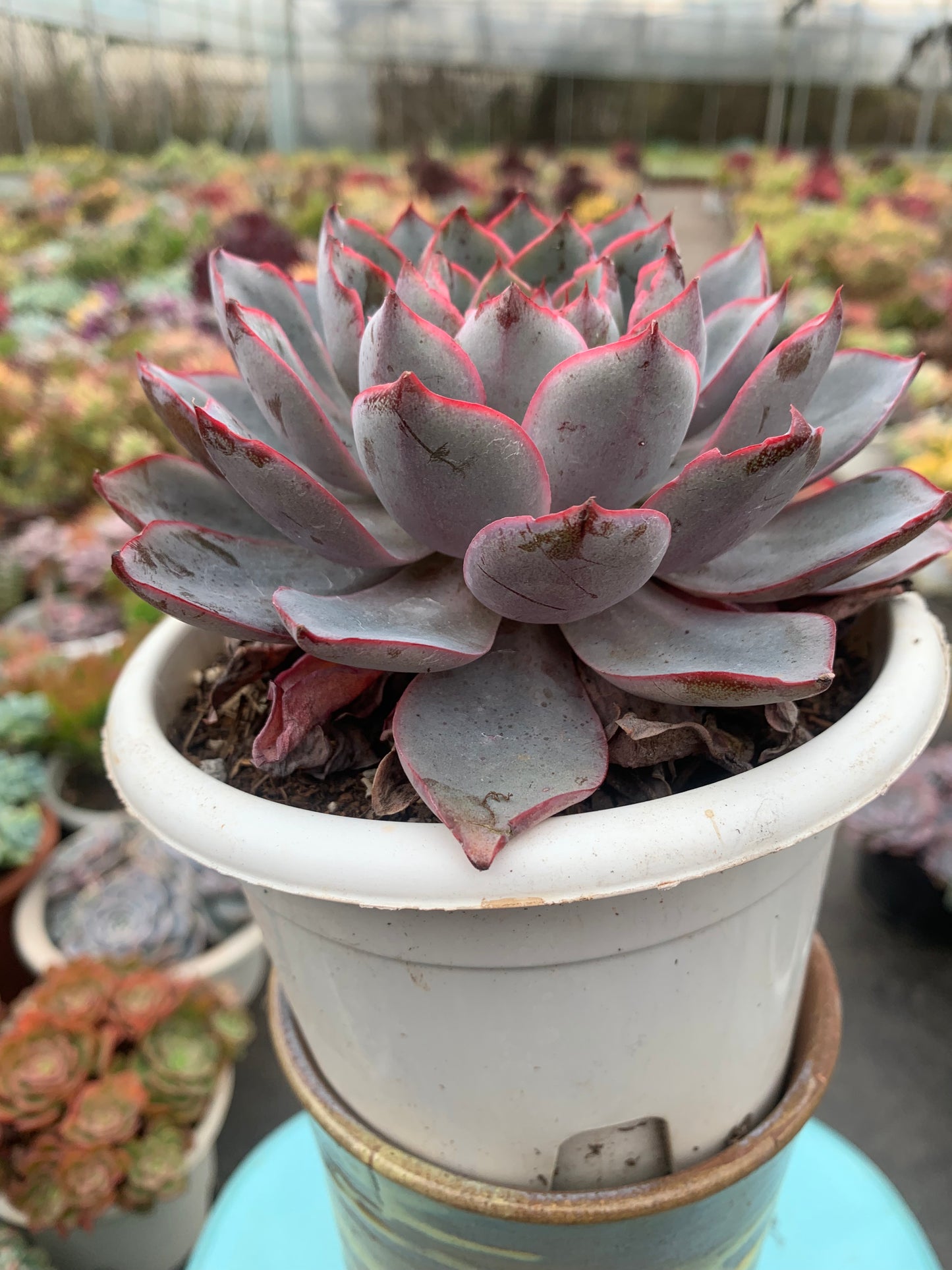 Y12 Echeveria hera(Pot size 6.4in)/Echeveria/Variegated Natural Live Plants Succulents