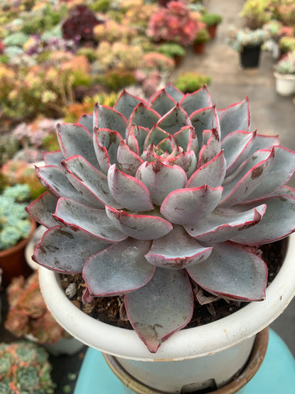 Y12 Echeveria hera(Pot size 6.4in)/Echeveria/Variegated Natural Live Plants Succulents