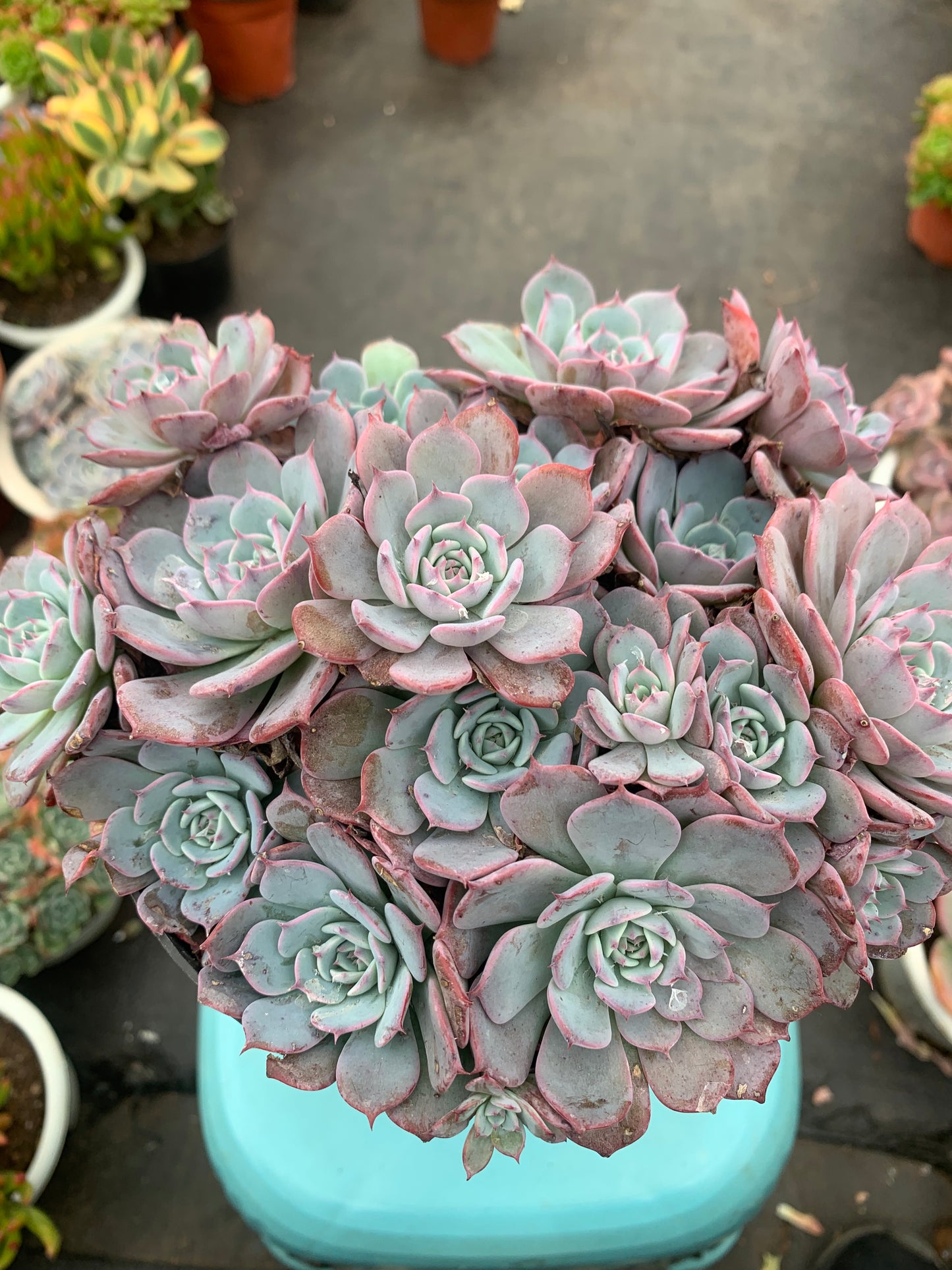 Y19 Echeveria Laulensis cluster(Pot size 7.2in)/Echeveria/Variegated Natural Live Plants Succulents