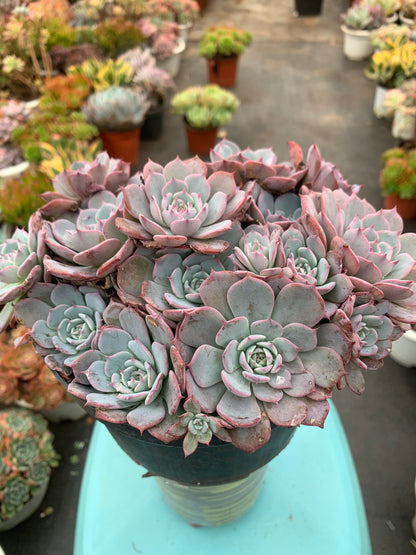 Y19 Echeveria Laulensis cluster(Pot size 7.2in)/Echeveria/Variegated Natural Live Plants Succulents