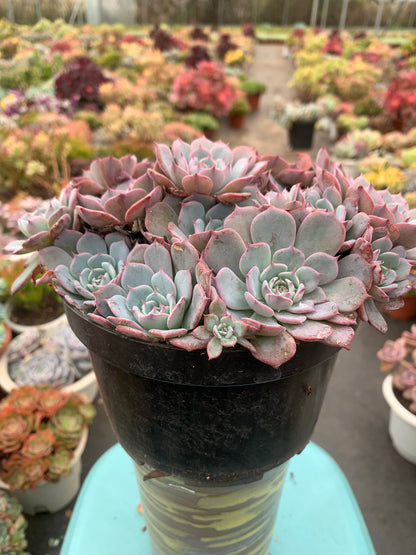 Y19 Echeveria Laulensis cluster(Pot size 7.2in)/Echeveria/Variegated Natural Live Plants Succulents