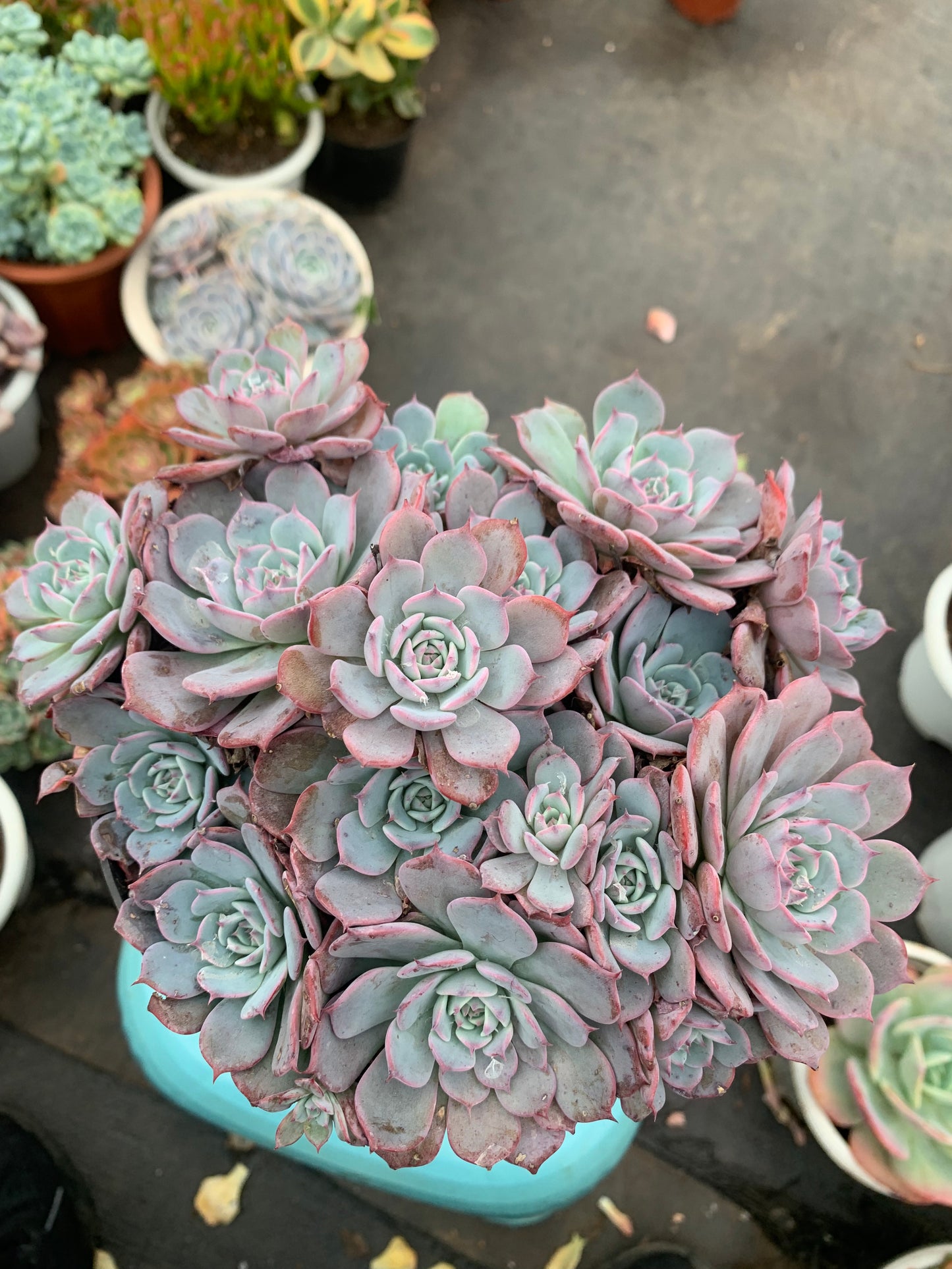 Y19 Echeveria Laulensis cluster(Pot size 7.2in)/Echeveria/Variegated Natural Live Plants Succulents