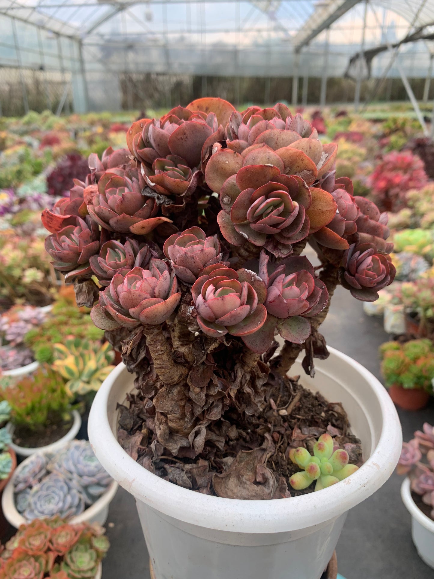 Y33 Echeveria ‘Suyon’cluster(Pot size 7.2in)/Echeveria/Variegated Natural Live Plants Succulents