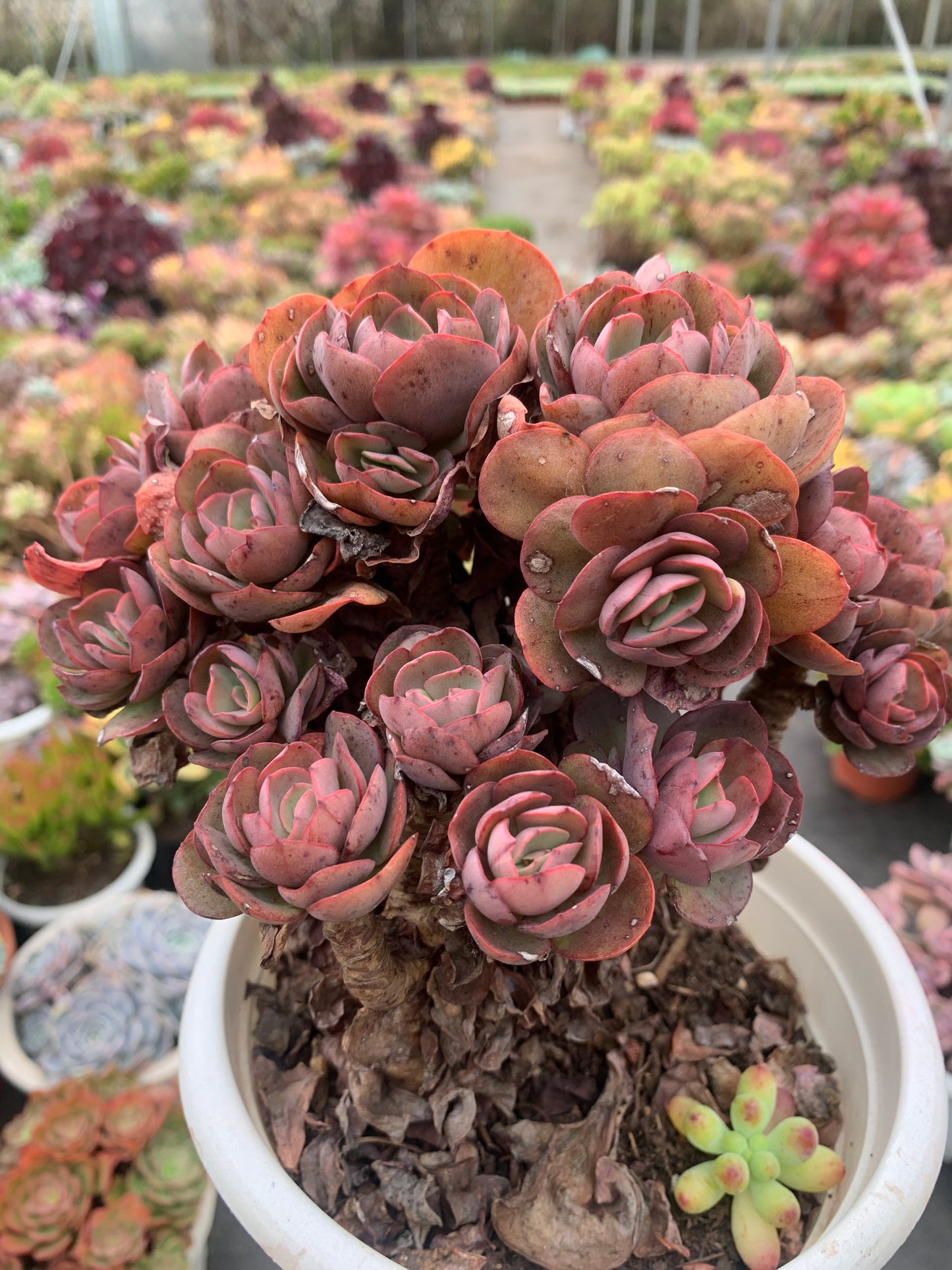 Y33 Echeveria ‘Suyon’cluster(Pot size 7.2in)/Echeveria/Variegated Natural Live Plants Succulents