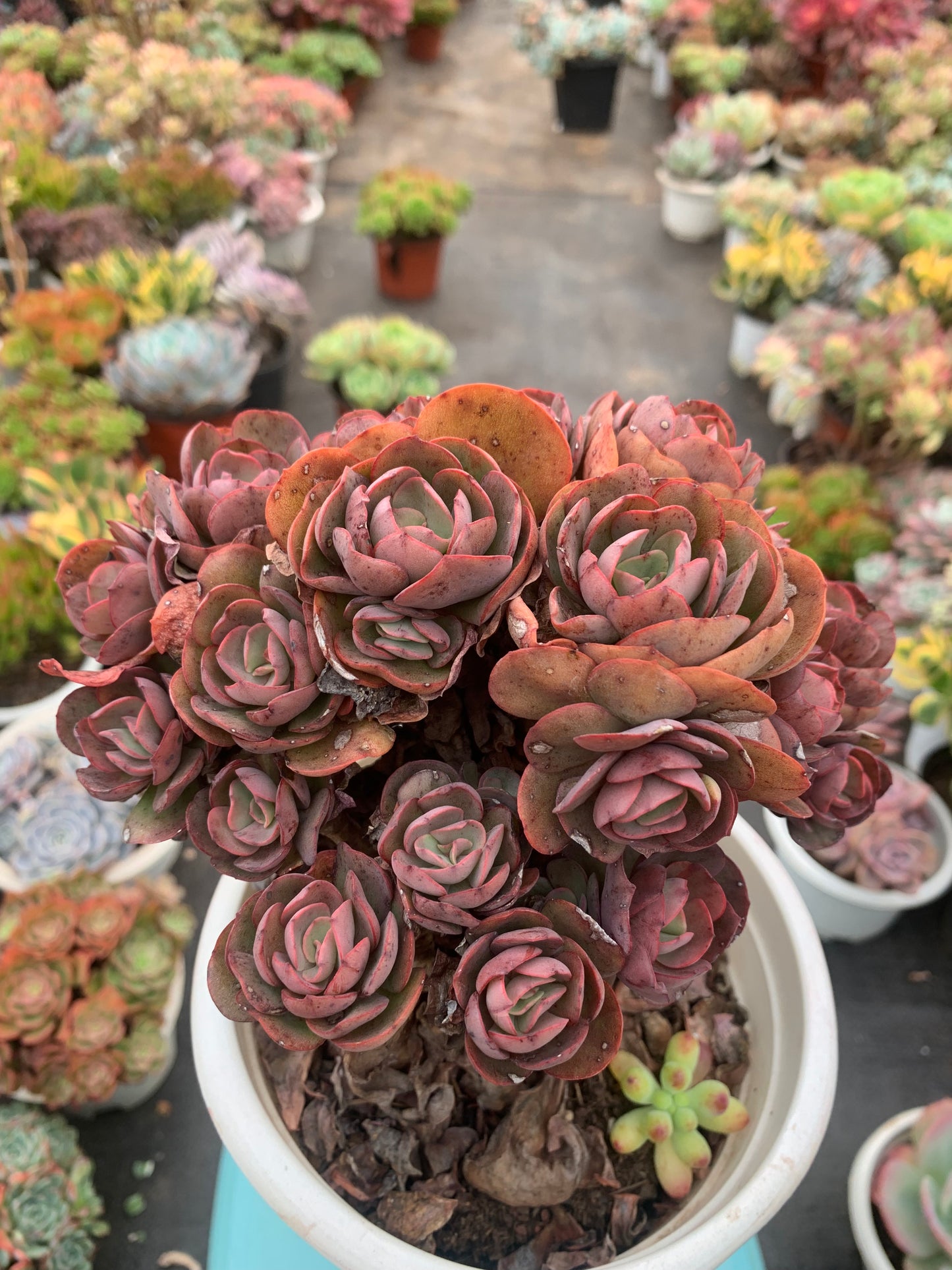 Y33 Echeveria ‘Suyon’cluster(Pot size 7.2in)/Echeveria/Variegated Natural Live Plants Succulents