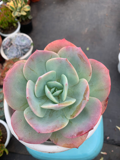 Y1 Echeveria ‘Hakuhou’(Pot size 6.4in)/Echeveria/Variegated Natural Live Plants Succulents