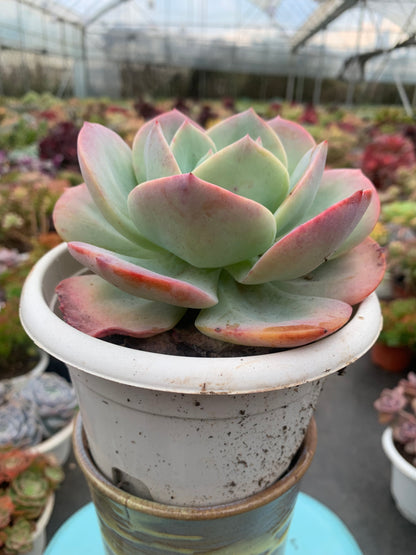 Y1 Echeveria ‘Hakuhou’(Pot size 6.4in)/Echeveria/Variegated Natural Live Plants Succulents