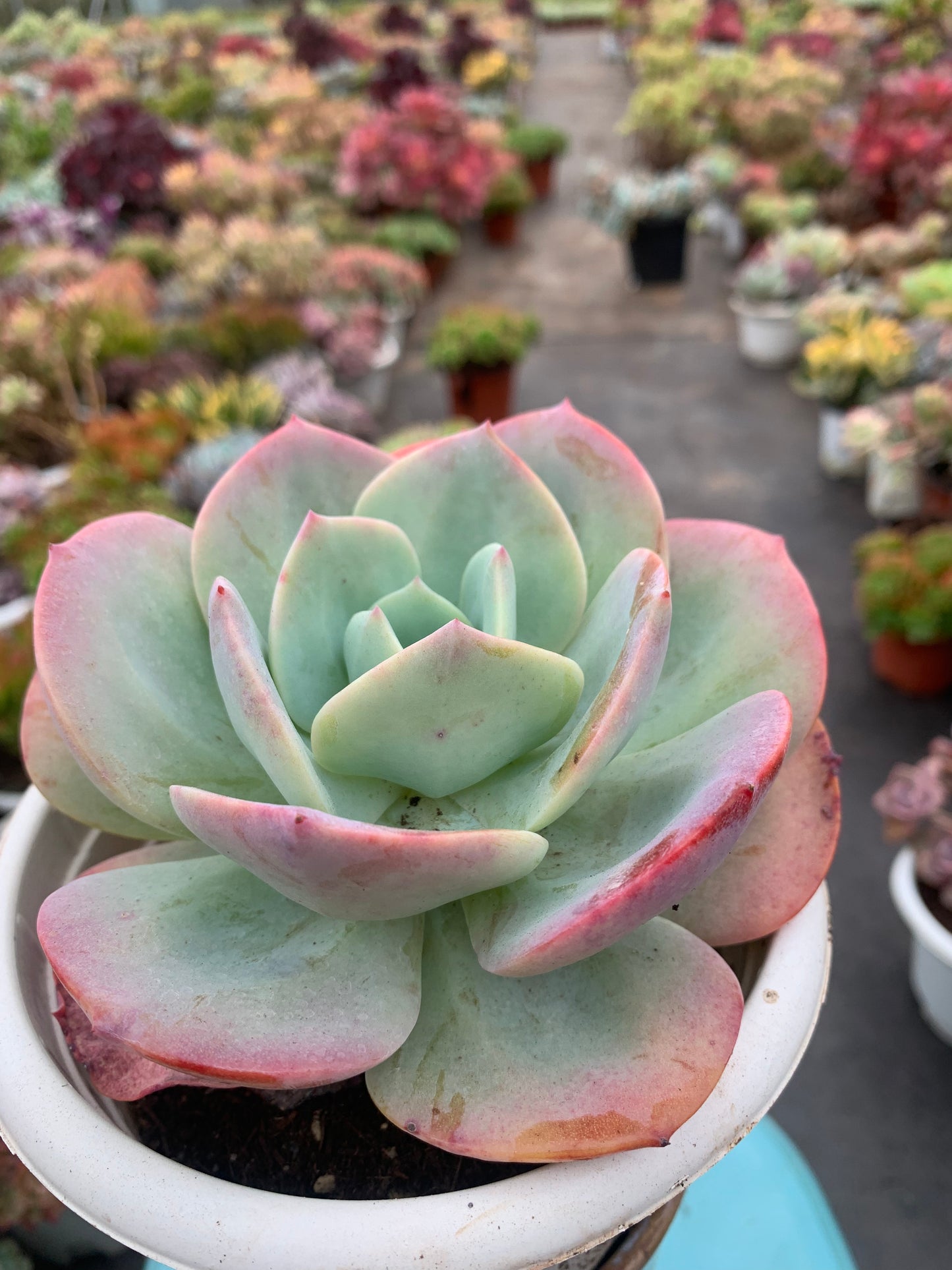 Y1 Echeveria ‘Hakuhou’(Pot size 6.4in)/Echeveria/Variegated Natural Live Plants Succulents