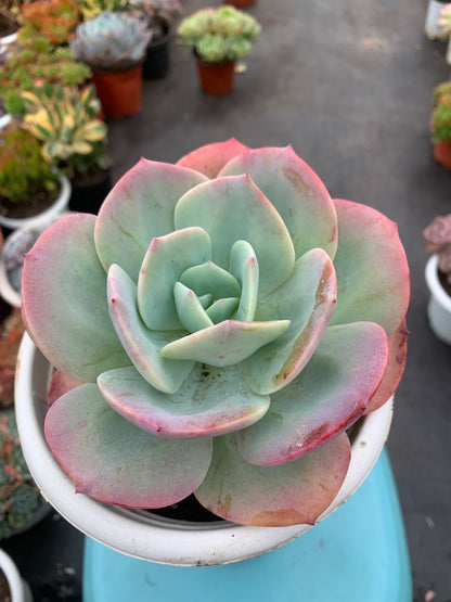 Y1 Echeveria ‘Hakuhou’(Pot size 6.4in)/Echeveria/Variegated Natural Live Plants Succulents