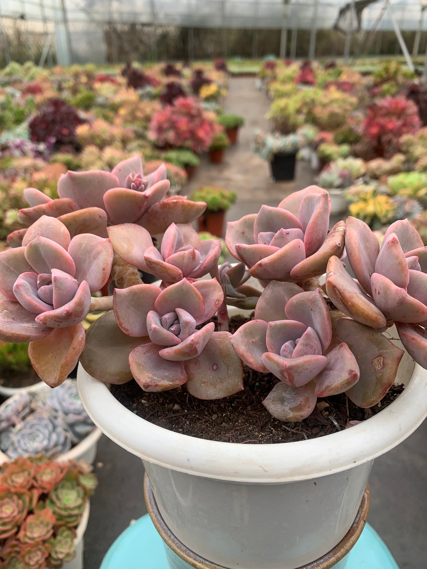 Y5 xGraptoveria 'Gypsy'cluster(Pot size 6.4in)/Echeveria/Variegated Natural Live Plants Succulents