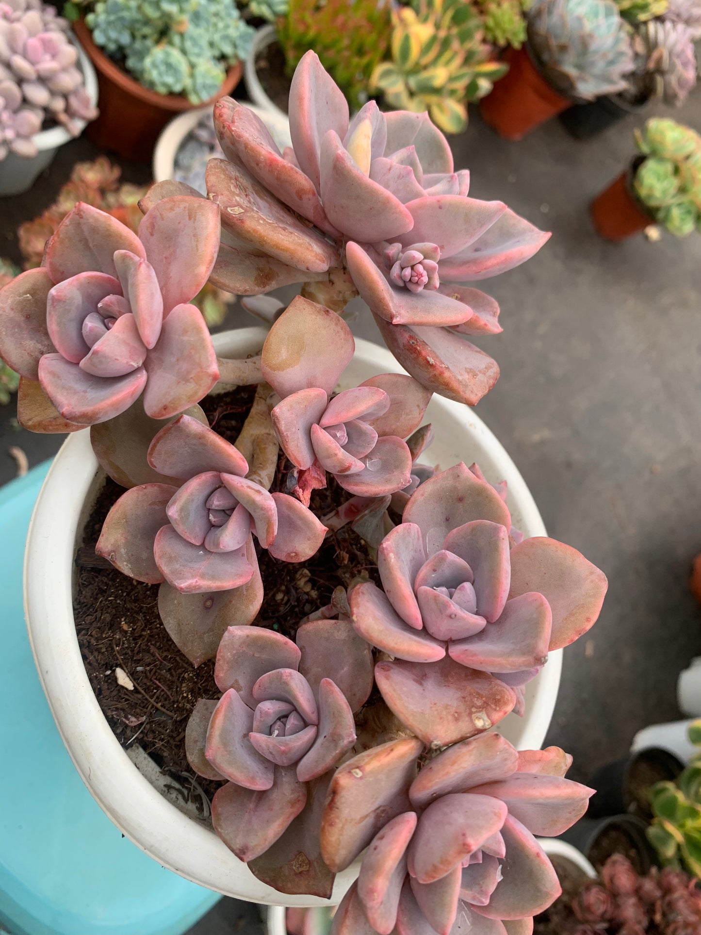 Y5 xGraptoveria 'Gypsy'cluster(Pot size 6.4in)/Echeveria/Variegated Natural Live Plants Succulents