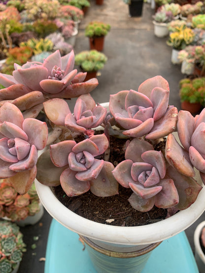 Y5 xGraptoveria 'Gypsy'cluster(Pot size 6.4in)/Echeveria/Variegated Natural Live Plants Succulents