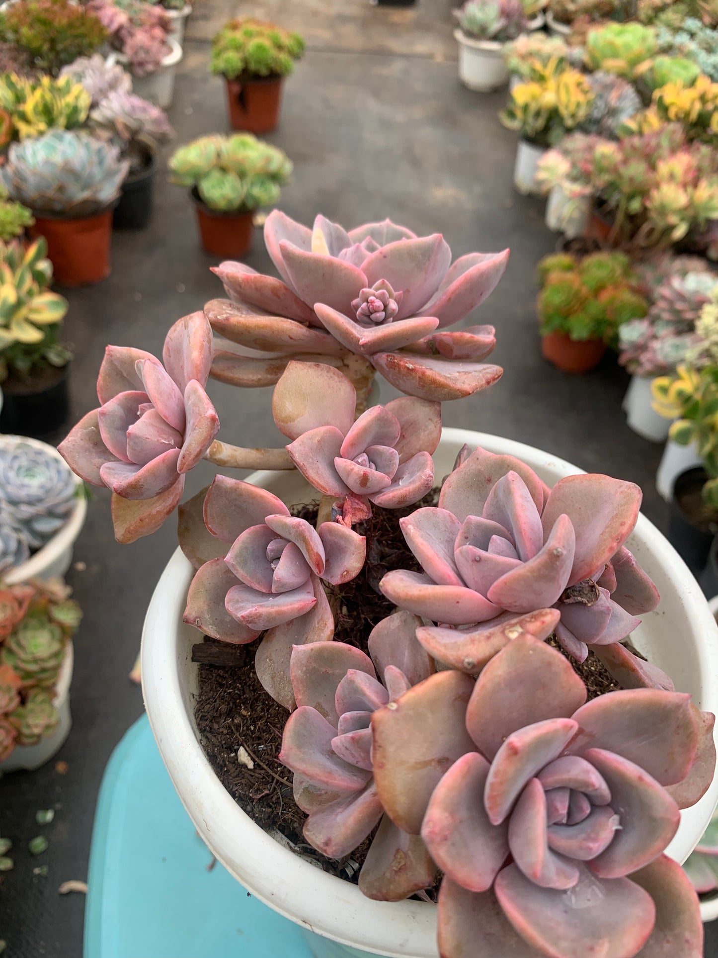 Y5 xGraptoveria 'Gypsy'cluster(Pot size 6.4in)/Echeveria/Variegated Natural Live Plants Succulents