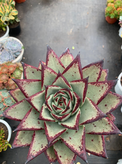 Y30 Echeveri agavoides 'Ebony'(Pot size 6.4in)/Echeveria/Variegated Natural Live Plants Succulents