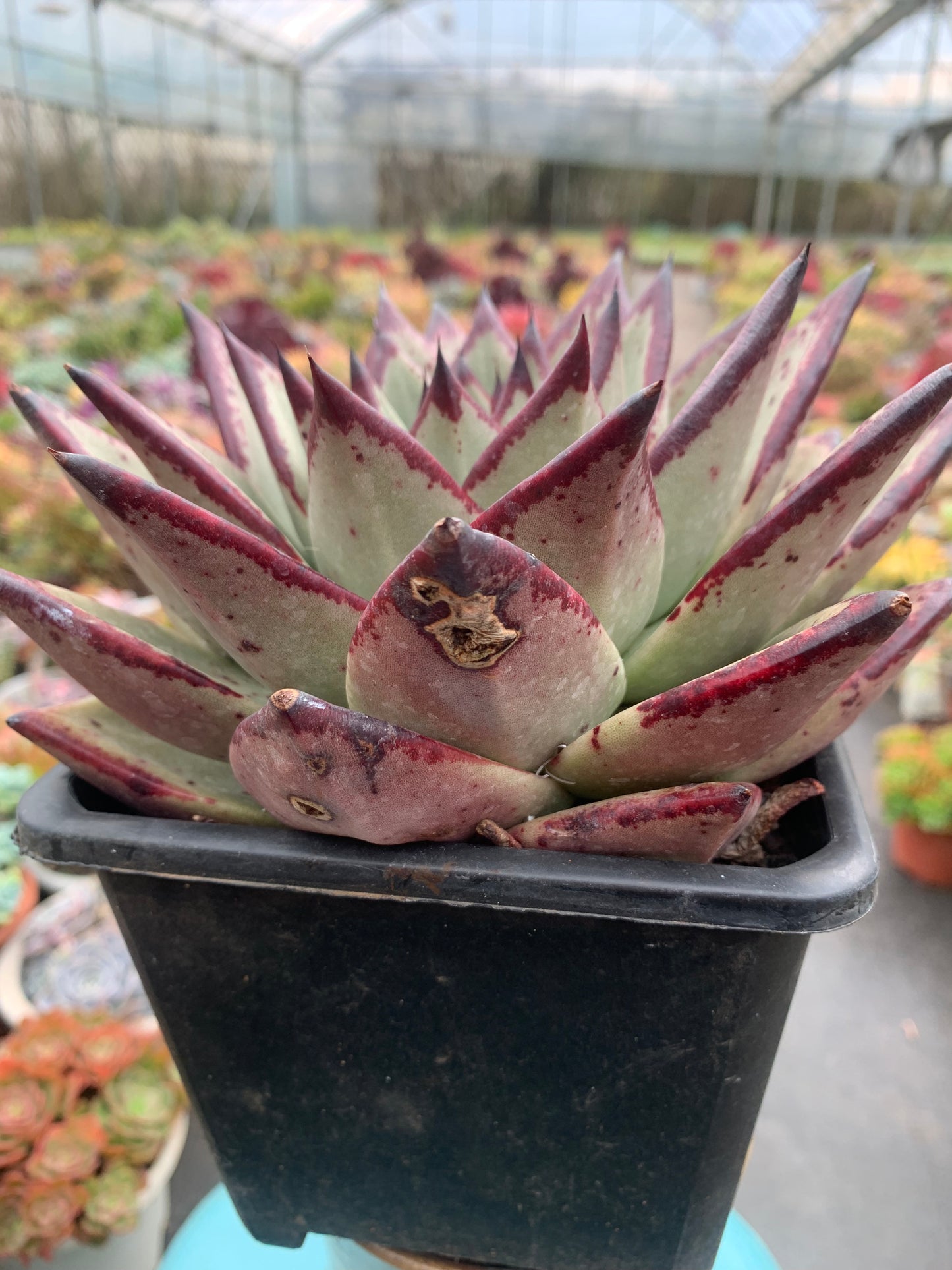 Y30 Echeveri agavoides 'Ebony'(Pot size 6.4in)/Echeveria/Variegated Natural Live Plants Succulents