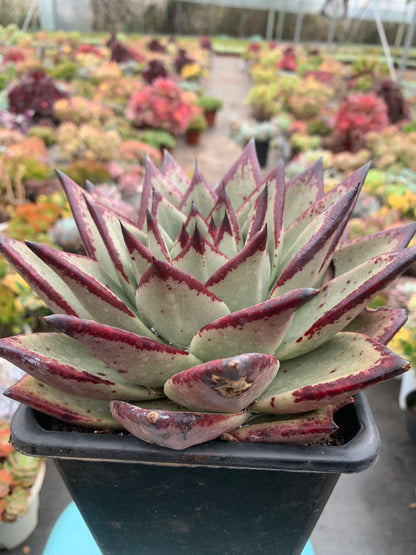 Y30 Echeveri agavoides 'Ebony'(Pot size 6.4in)/Echeveria/Variegated Natural Live Plants Succulents