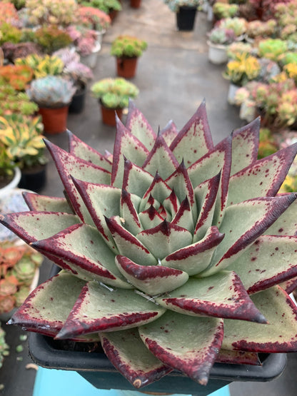 Y30 Echeveri agavoides 'Ebony'(Pot size 6.4in)/Echeveria/Variegated Natural Live Plants Succulents