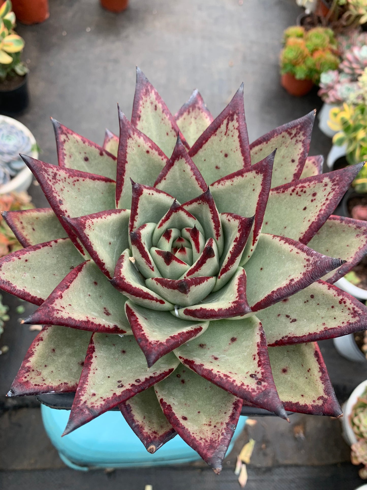 Y30 Echeveri agavoides 'Ebony'(Pot size 6.4in)/Echeveria/Variegated Natural Live Plants Succulents