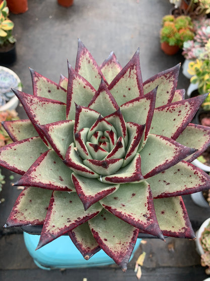 Y30 Echeveri agavoides 'Ebony'(Pot size 6.4in)/Echeveria/Variegated Natural Live Plants Succulents