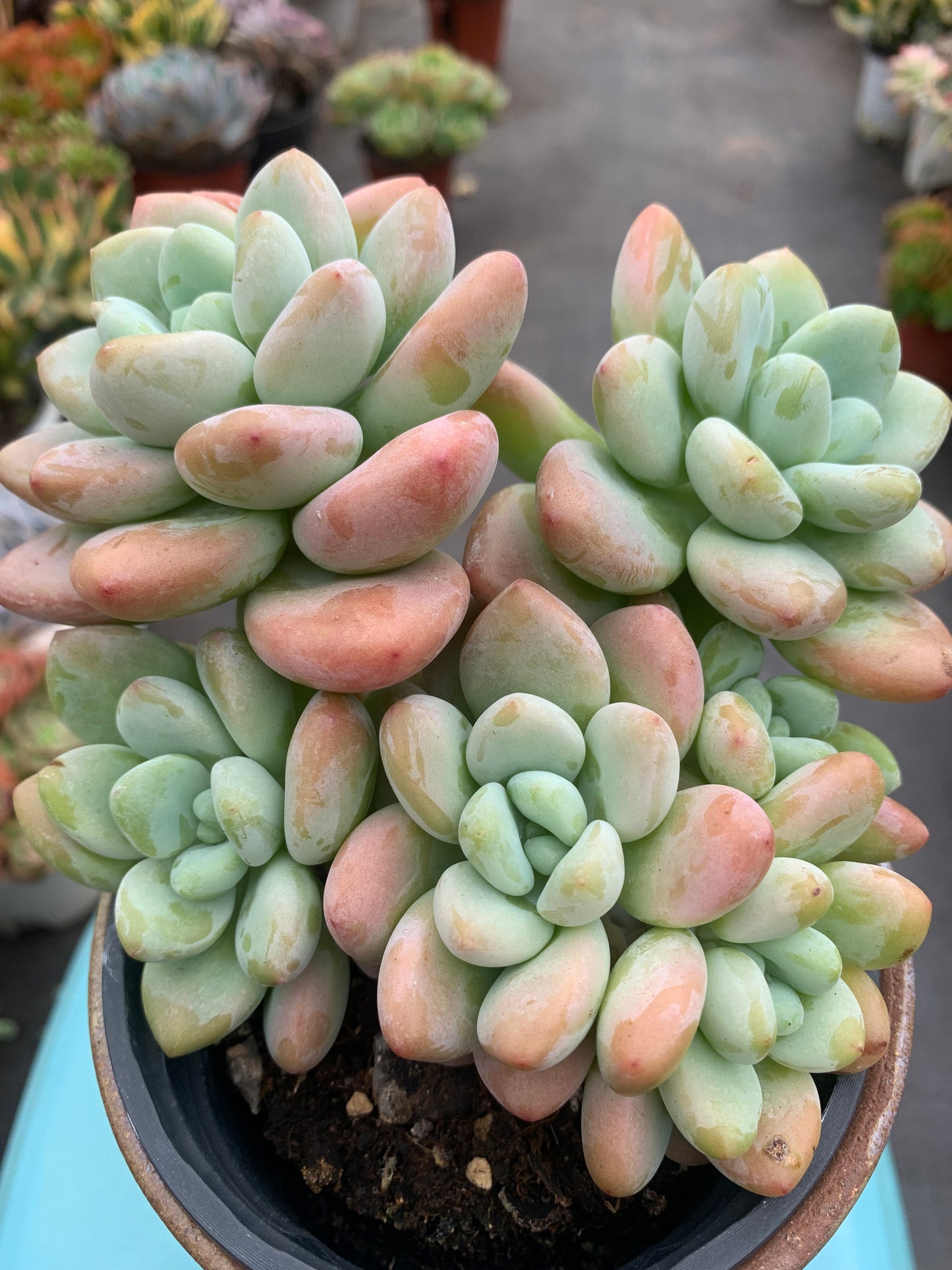 Y13 Red xGraptosedum cluster(Pot size 4in)/Echeveria/Variegated Natural Live Plants Succulents