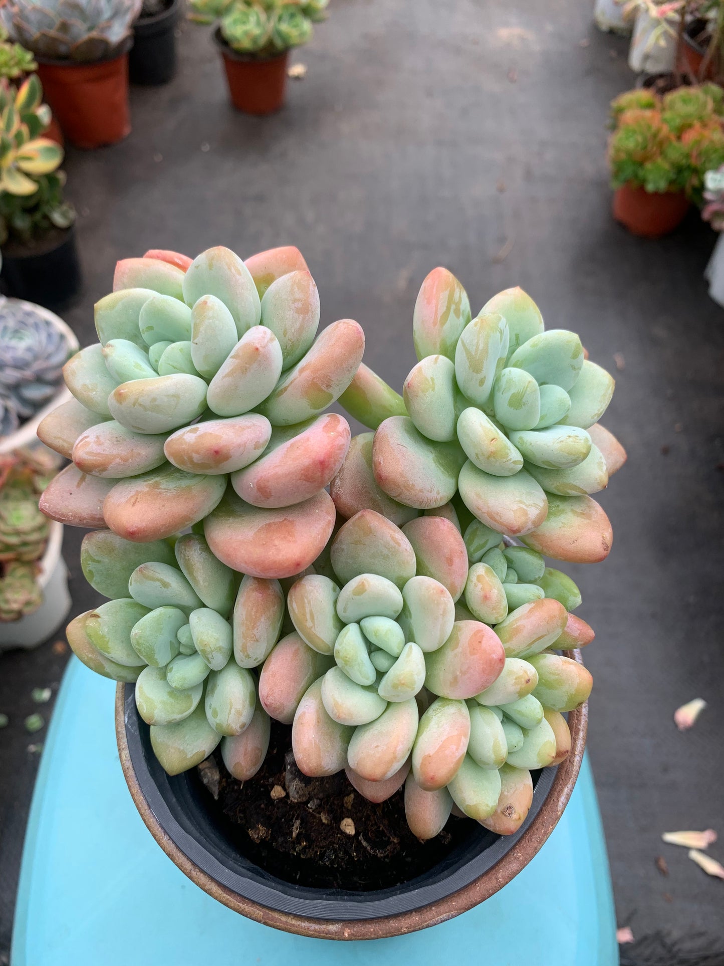 Y13 Red xGraptosedum cluster(Pot size 4in)/Echeveria/Variegated Natural Live Plants Succulents