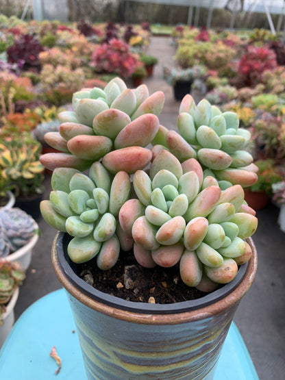 Y13 Red xGraptosedum cluster(Pot size 4in)/Echeveria/Variegated Natural Live Plants Succulents