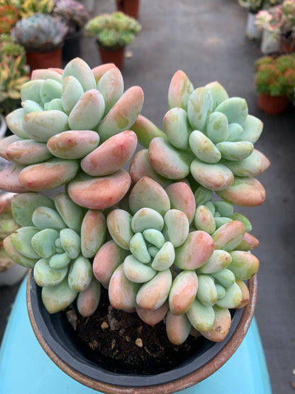 Y13 Red xGraptosedum cluster(Pot size 4in)/Echeveria/Variegated Natural Live Plants Succulents