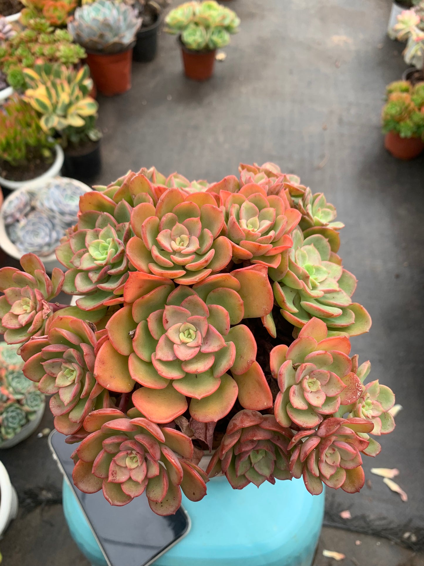 Y11 Echeveria 'Noble cluster(Pot size 6.4in)/Echeveria/Variegated Natural Live Plants Succulents