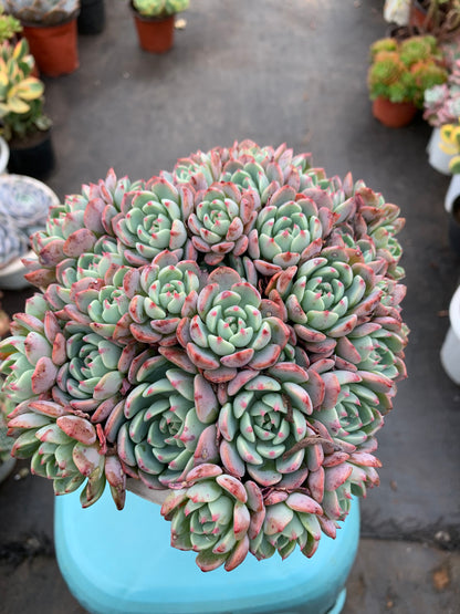 Y22 Echeveria sitifukumiama cluster(Pot size 6in)/Echeveria/Variegated Natural Live Plants Succulents