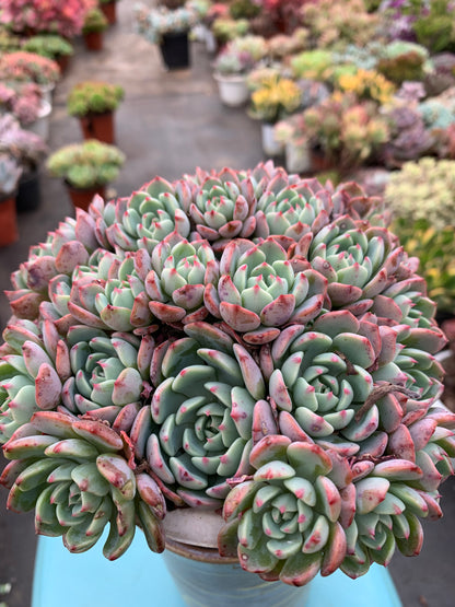 Y22 Echeveria sitifukumiama cluster(Pot size 6in)/Echeveria/Variegated Natural Live Plants Succulents