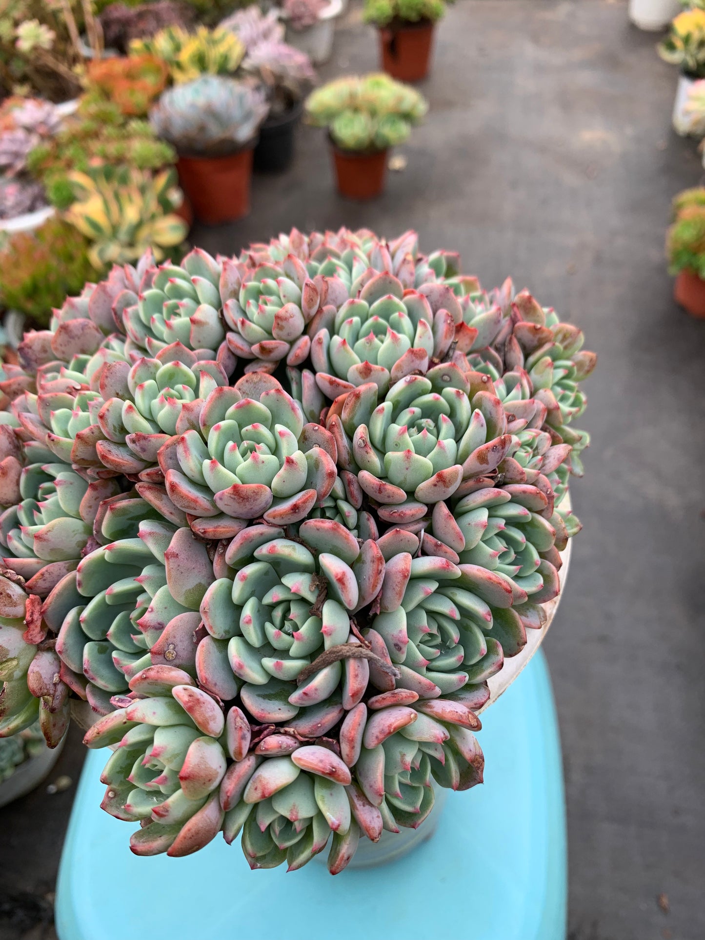 Y22 Echeveria sitifukumiama cluster(Pot size 6in)/Echeveria/Variegated Natural Live Plants Succulents