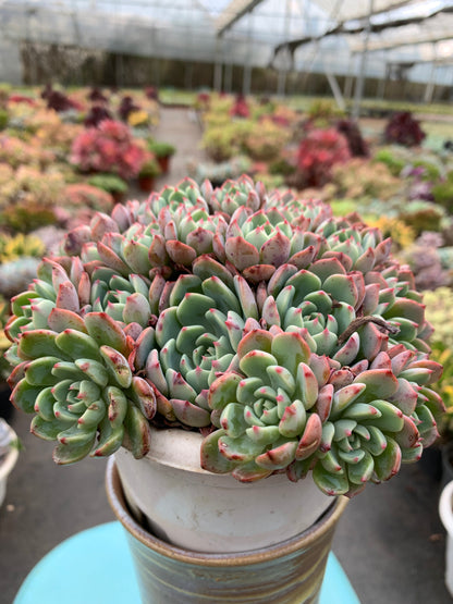 Y22 Echeveria sitifukumiama cluster(Pot size 6in)/Echeveria/Variegated Natural Live Plants Succulents